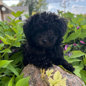 Maltipoo Puppy Max