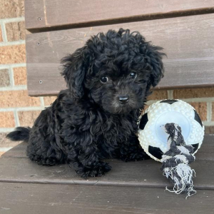 Maltipoo Puppy Max