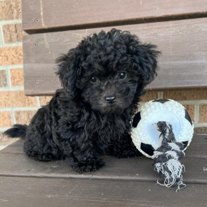 Maltipoo Puppy Max