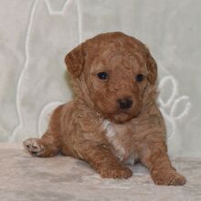 Cavapoo Puppy Dixie