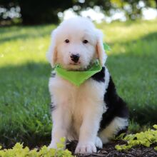 Sheepadoodle Puppy Hugo