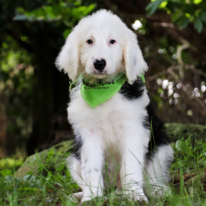 Sheepadoodle Puppy Hugo