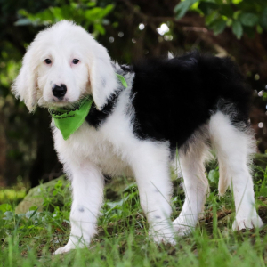 Sheepadoodle Puppy Hugo