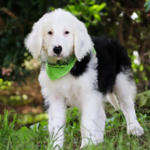 Sheepadoodle Puppy Hugo