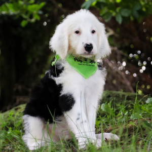 Sheepadoodle Puppy Hugo
