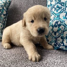 Golden Retriever Puppy Rocky