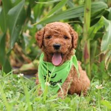 Goldendoodle Puppy Copper