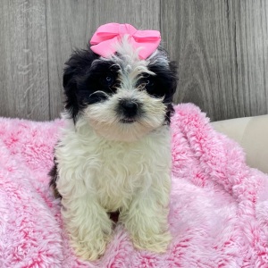 Havanese Puppy Faye