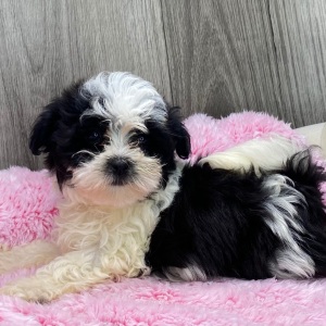 Havanese Puppy Faye