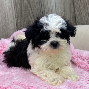 Havanese Puppy Faye