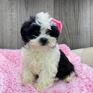 Havanese Puppy Faye