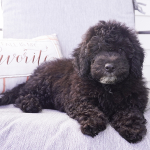 Goldendoodle Puppy Madi