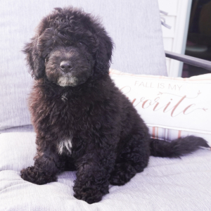 Goldendoodle Puppy Madi