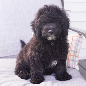 Goldendoodle Puppy Madi