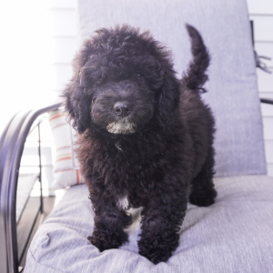 Goldendoodle Puppy Madi