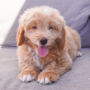 Goldendoodle Puppy Drew