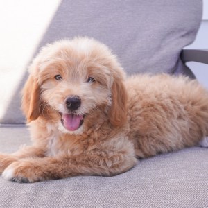Goldendoodle Puppy Drew