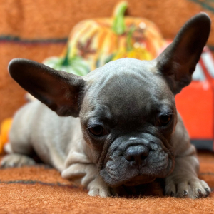 French Bulldog Puppy Flip Flop