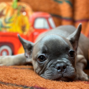 French Bulldog Puppy Flip Flop
