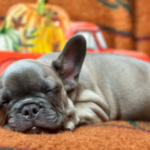 French Bulldog Puppy Flip Flop