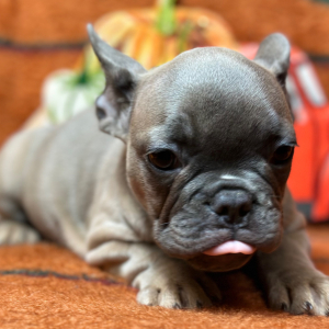 French Bulldog Puppy Flip Flop
