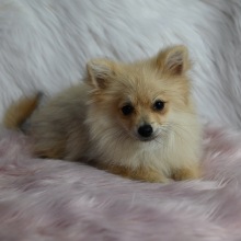 Pomeranian Puppy Annie