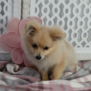 Pomeranian Puppy Annie