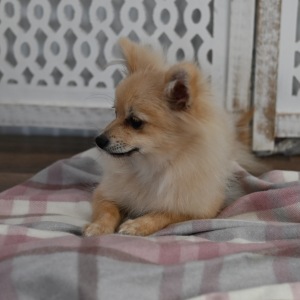 Pomeranian Puppy Annie