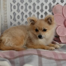 Pomeranian Puppy Annie