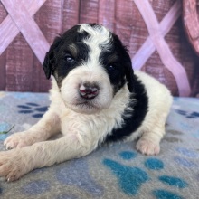 Bernedoodle Puppy Dexter