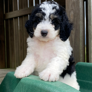 Bernedoodle Puppy Dexter