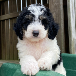 Bernedoodle Puppy Dexter