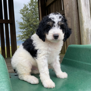 Bernedoodle Puppy Dexter