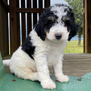 Bernedoodle Puppy Dexter