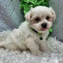 Maltese Puppy Charlie