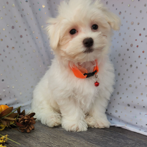 Maltese Puppy Charlie