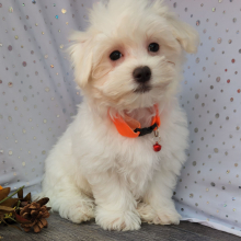 Maltese Puppy Charlie