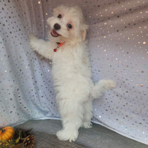 Maltese Puppy Charlie