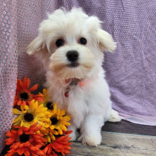 Maltese Puppy Charlie