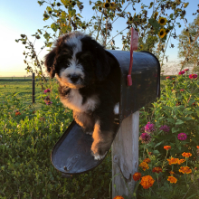 Bernedoodle Puppy Mr. Havier