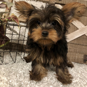 Yorkshire Terrier Puppy Festus