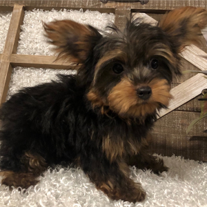 Yorkshire Terrier Puppy Festus