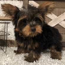 Yorkshire Terrier Puppy Festus