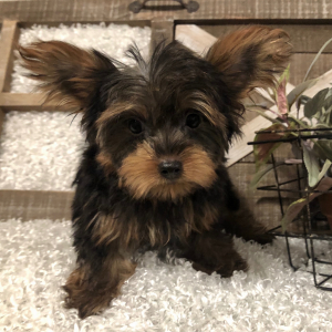 Yorkshire Terrier Puppy Festus