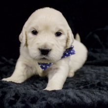 Golden Retriever Puppy Barkley