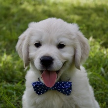 Golden Retriever Puppy Barkley