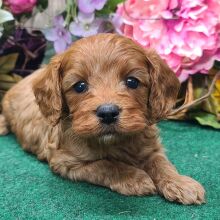 Cavapoo Puppy Rascal