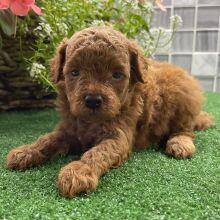 Shihpoo Puppy Uriel
