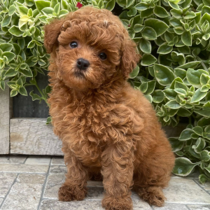 Shihpoo Puppy Uriel
