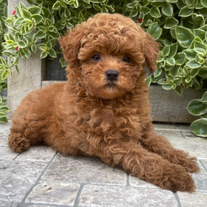 Shihpoo Puppy Uriel